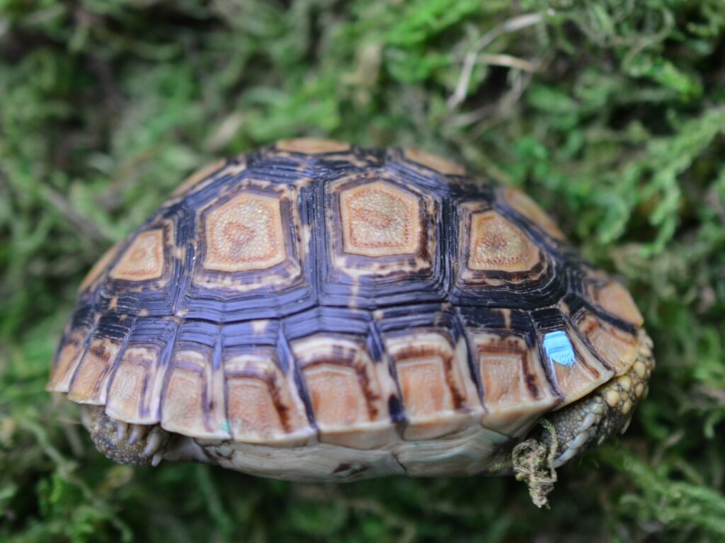 ヒョウモンガメ
