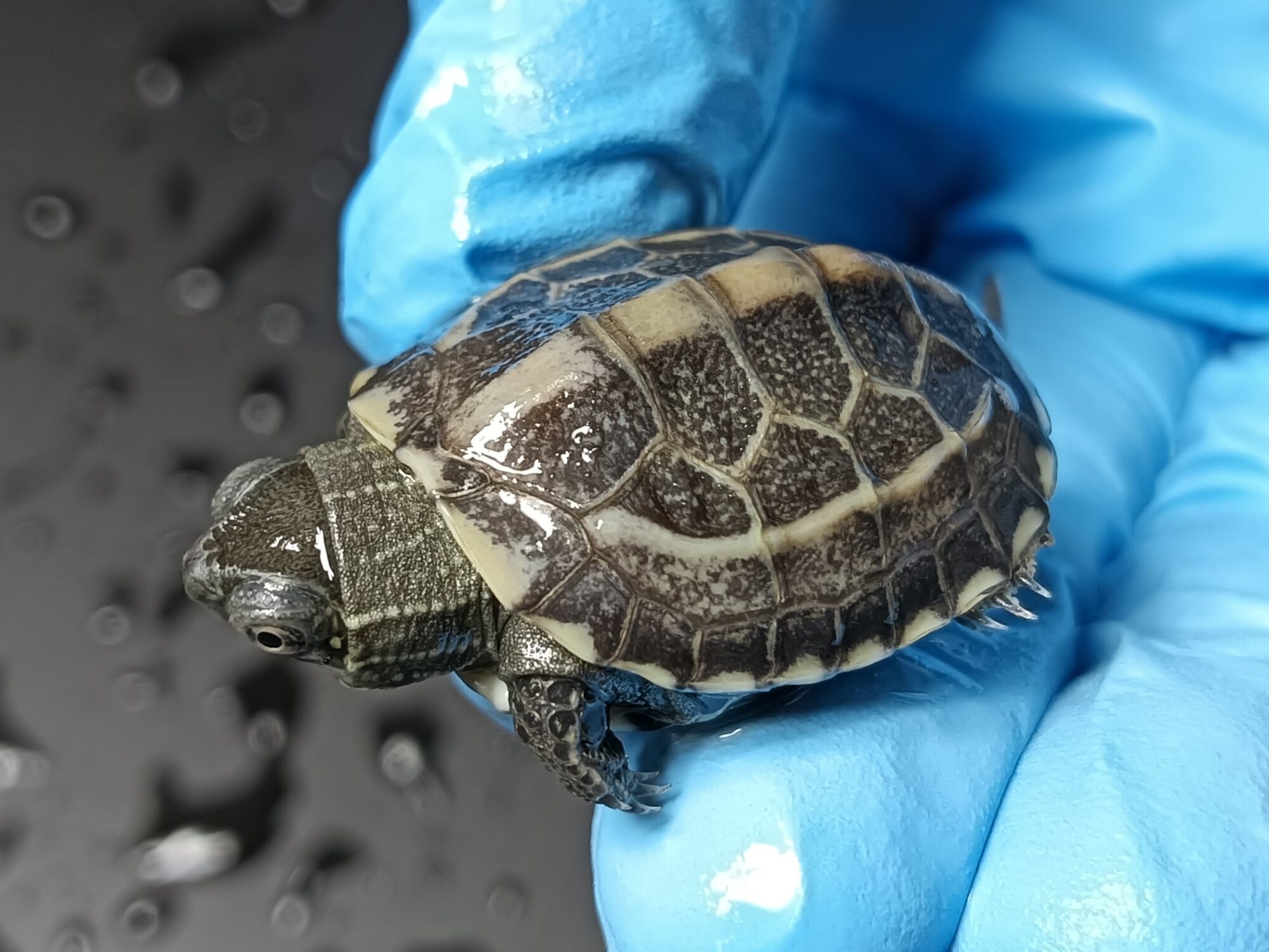 リーブスクサガメ（ハイポ）