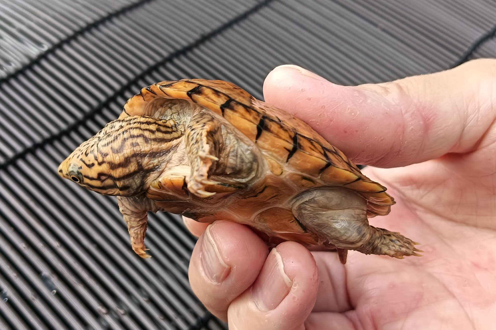 スズクビニオイガメ　販売