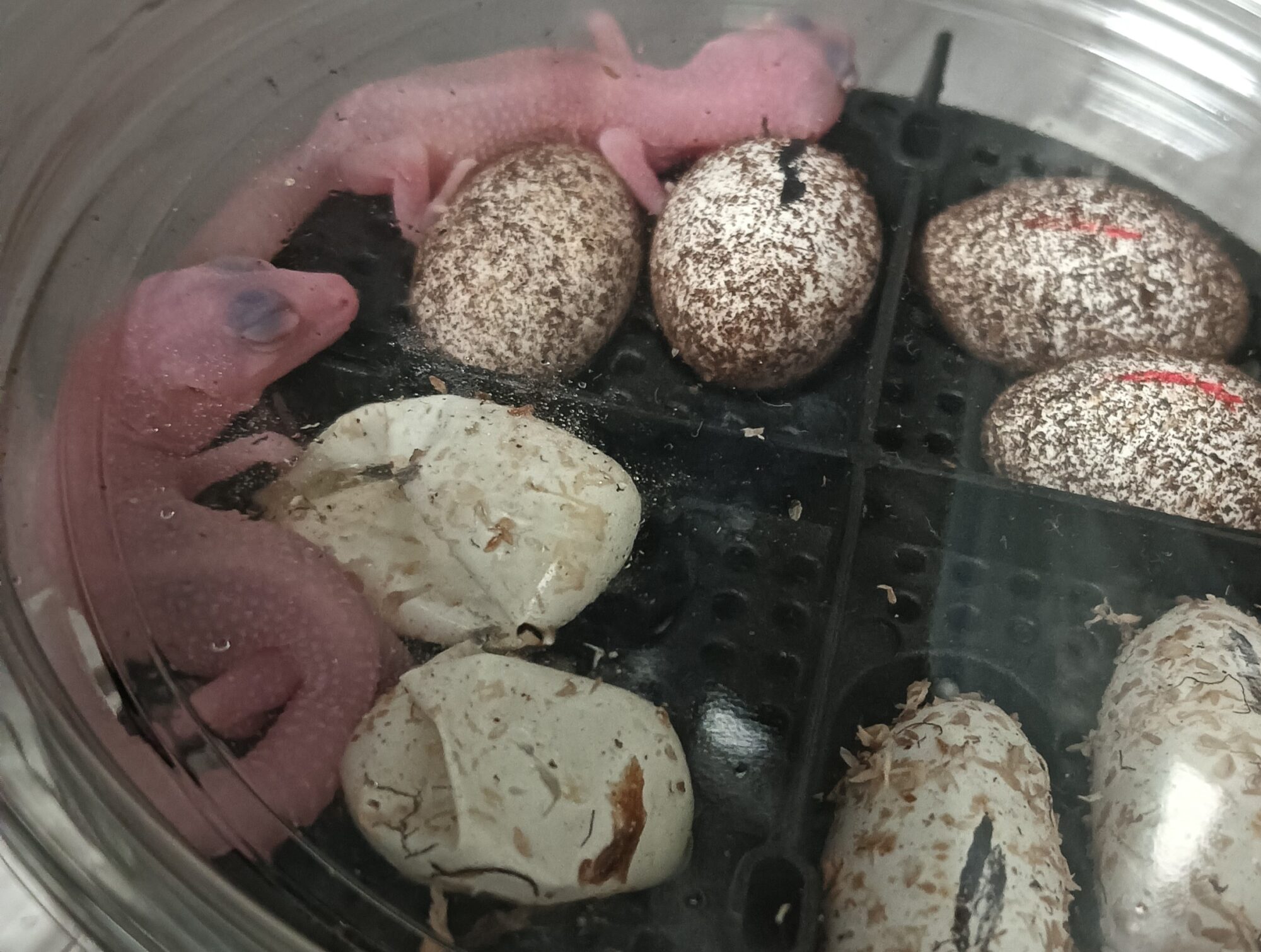 Reptile Bank つれていくリストアップ