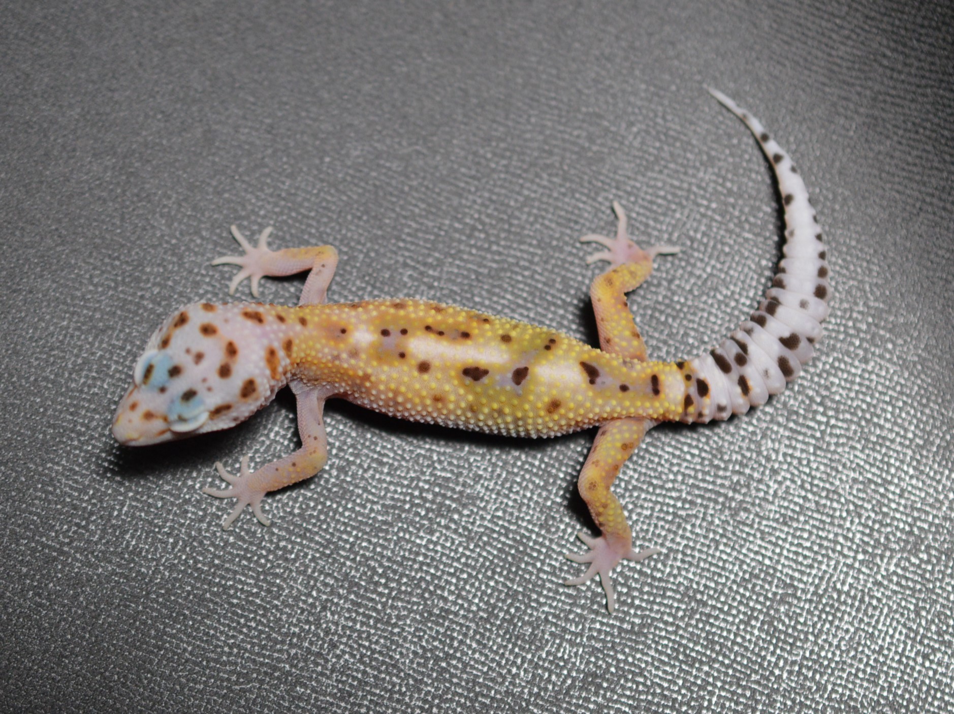 Reptile Bank 特別感謝価格 アップ