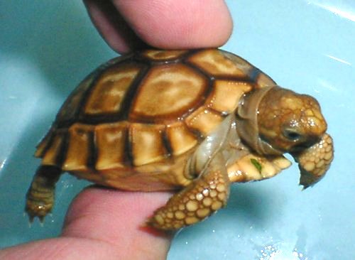 種類当て クイズ シリーズ