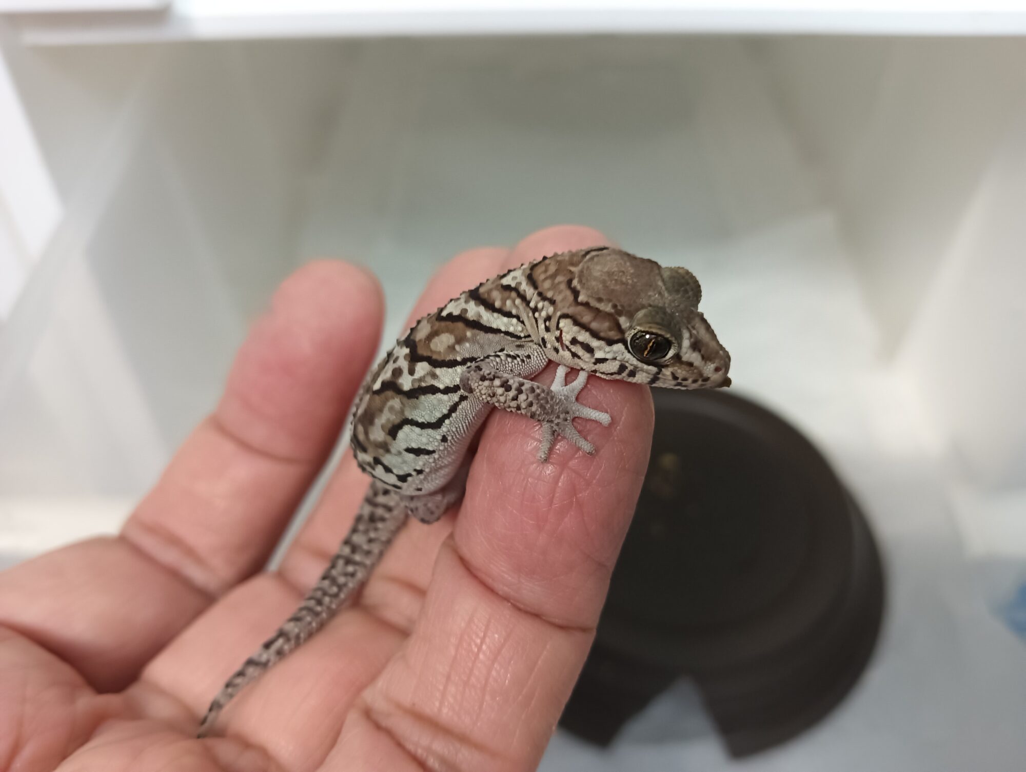 Would you like to keep a gecko ？  Yes or Yes！