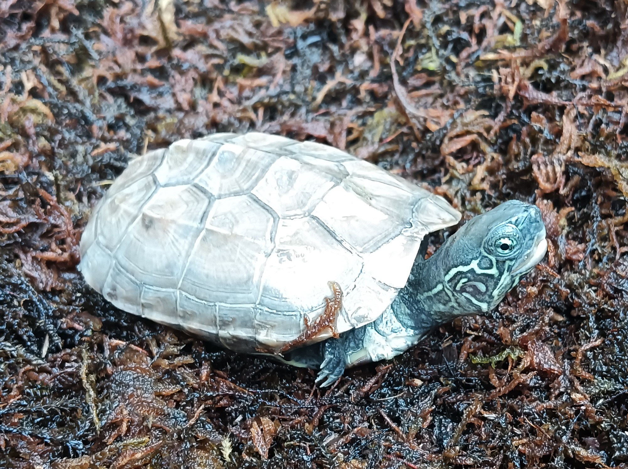 クサガメ　ハイポ　販売