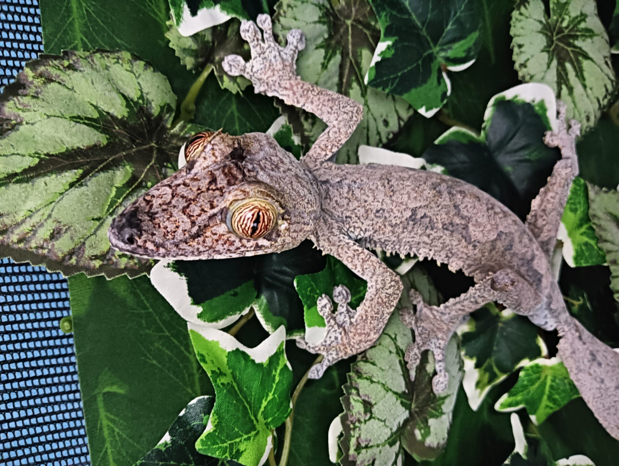 New Arrivals：Reptile Bank