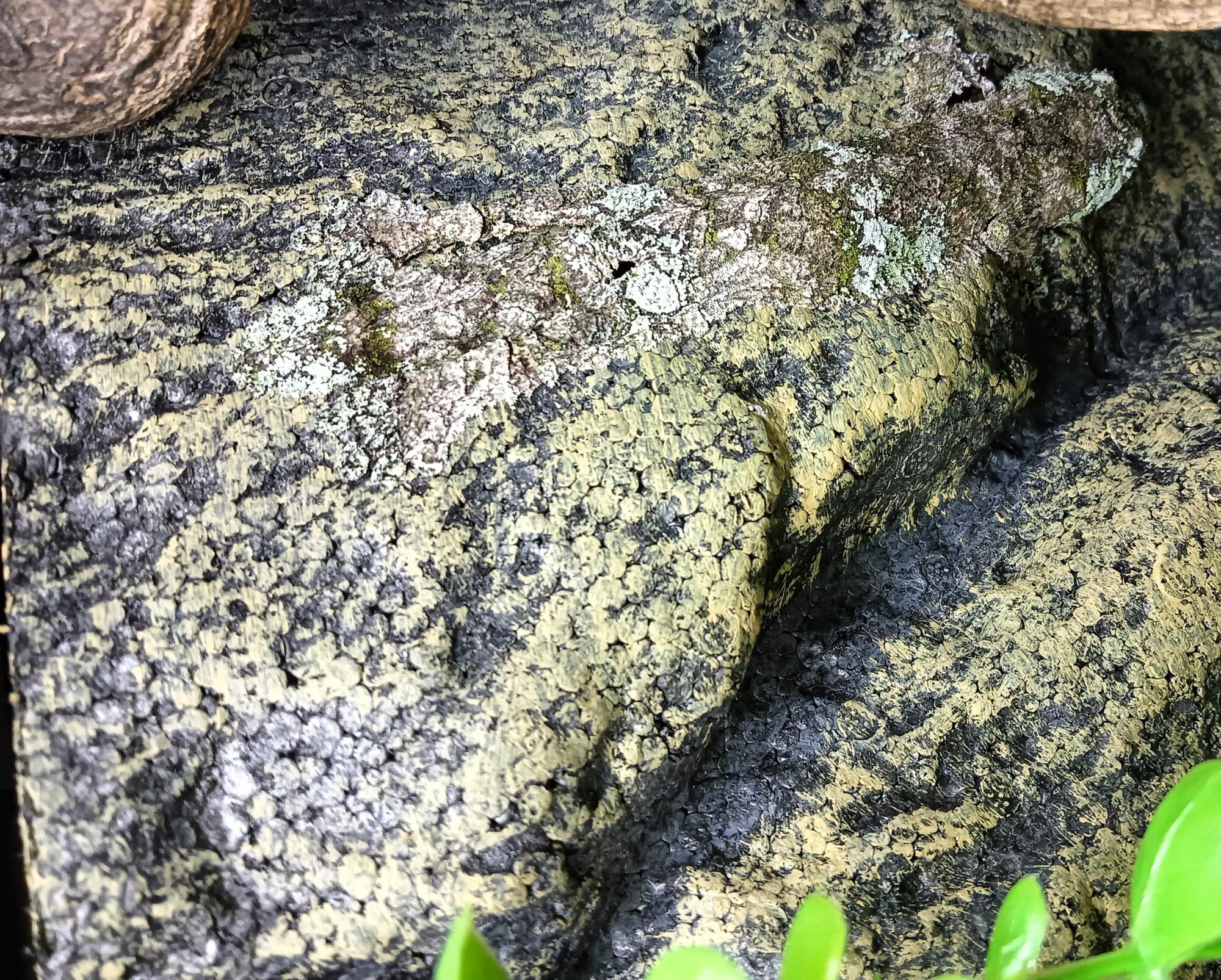 ヤマビタイヘラオヤモリ