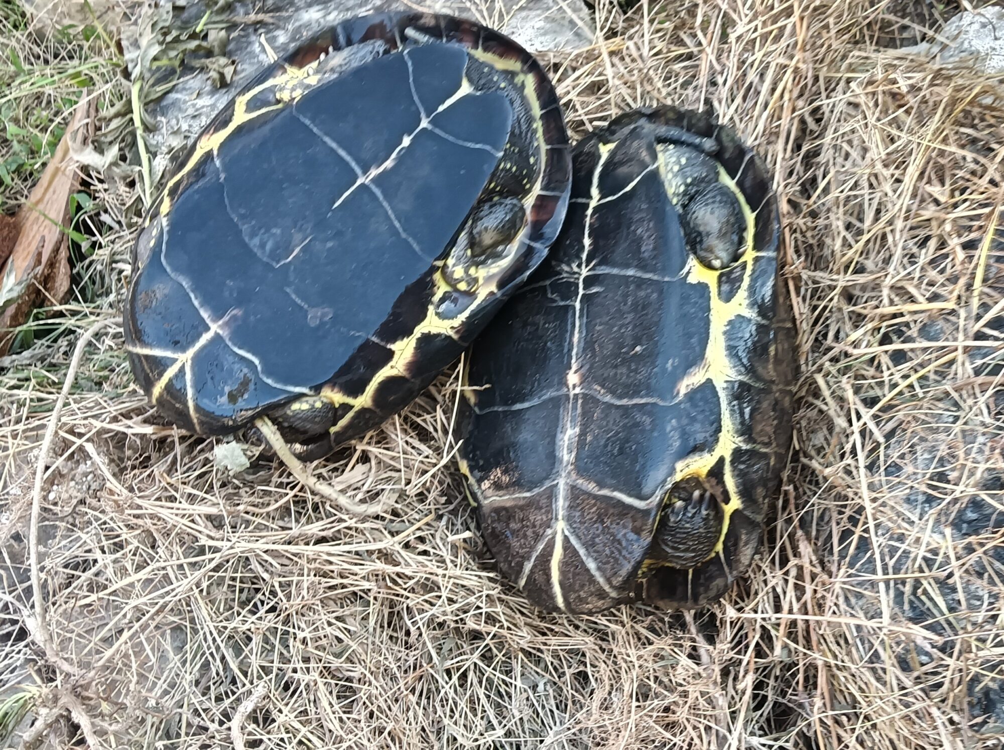 クサガメ の パステル