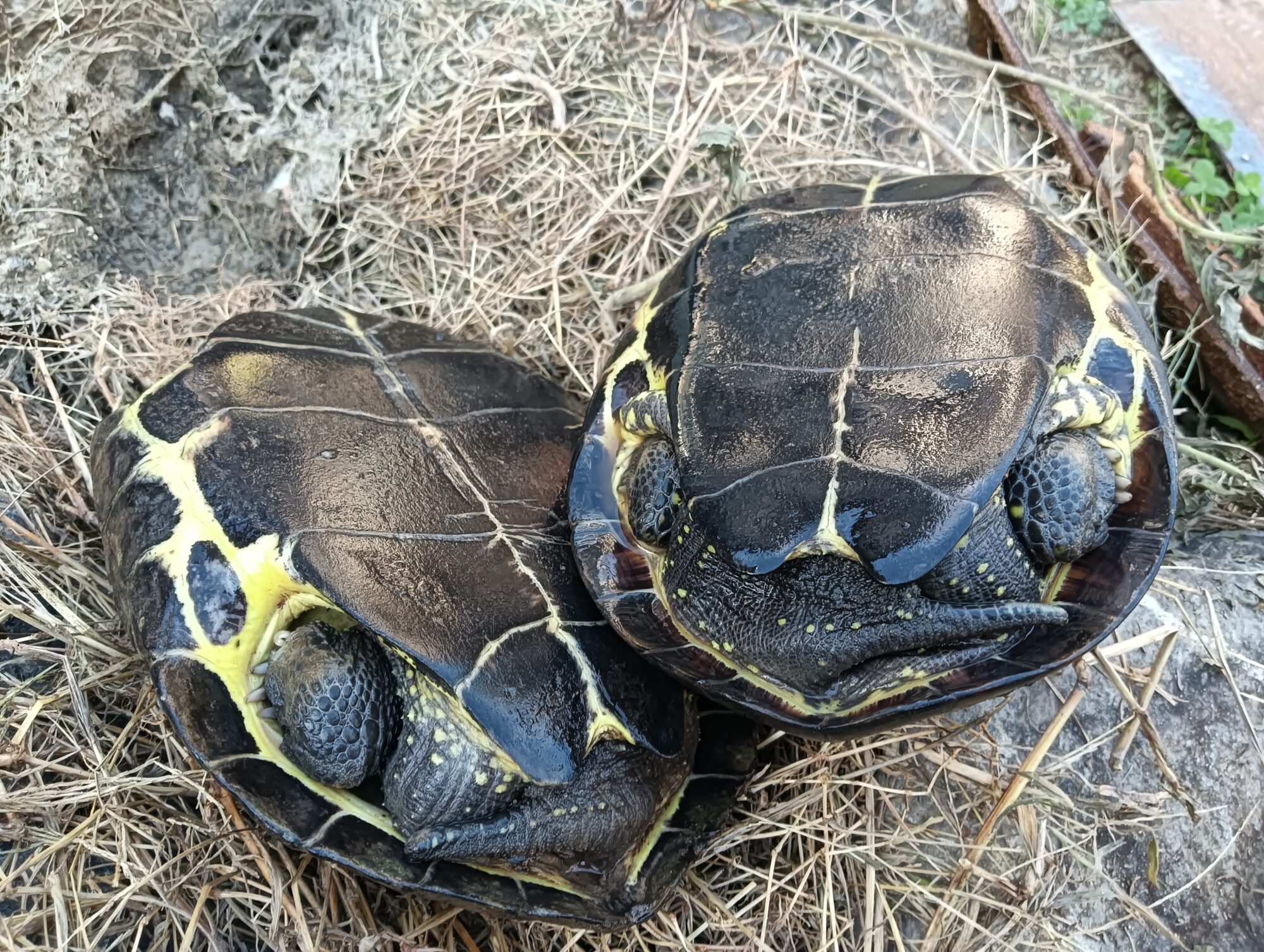 クサガメ　販売