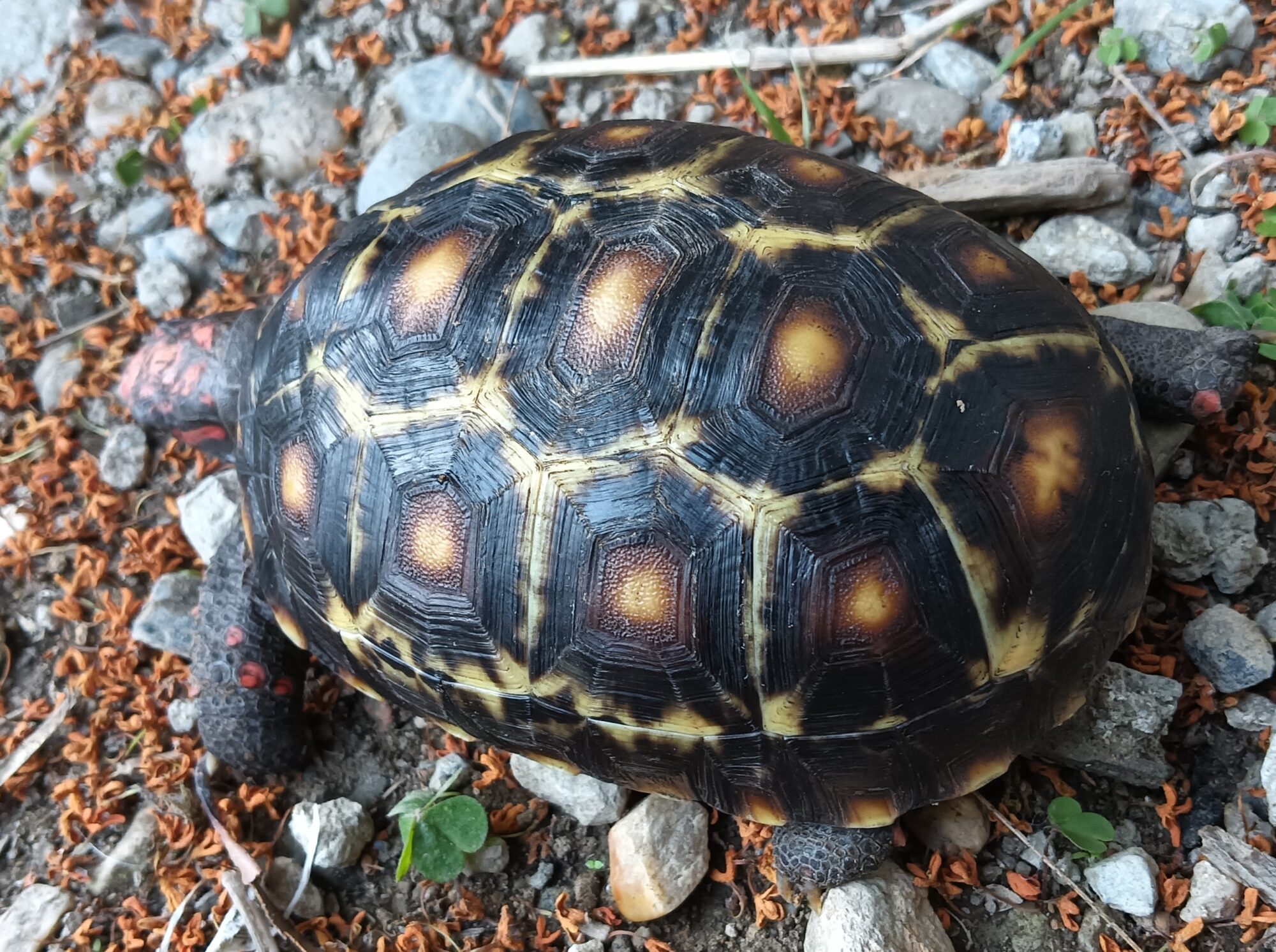 アカアシガメ　販売