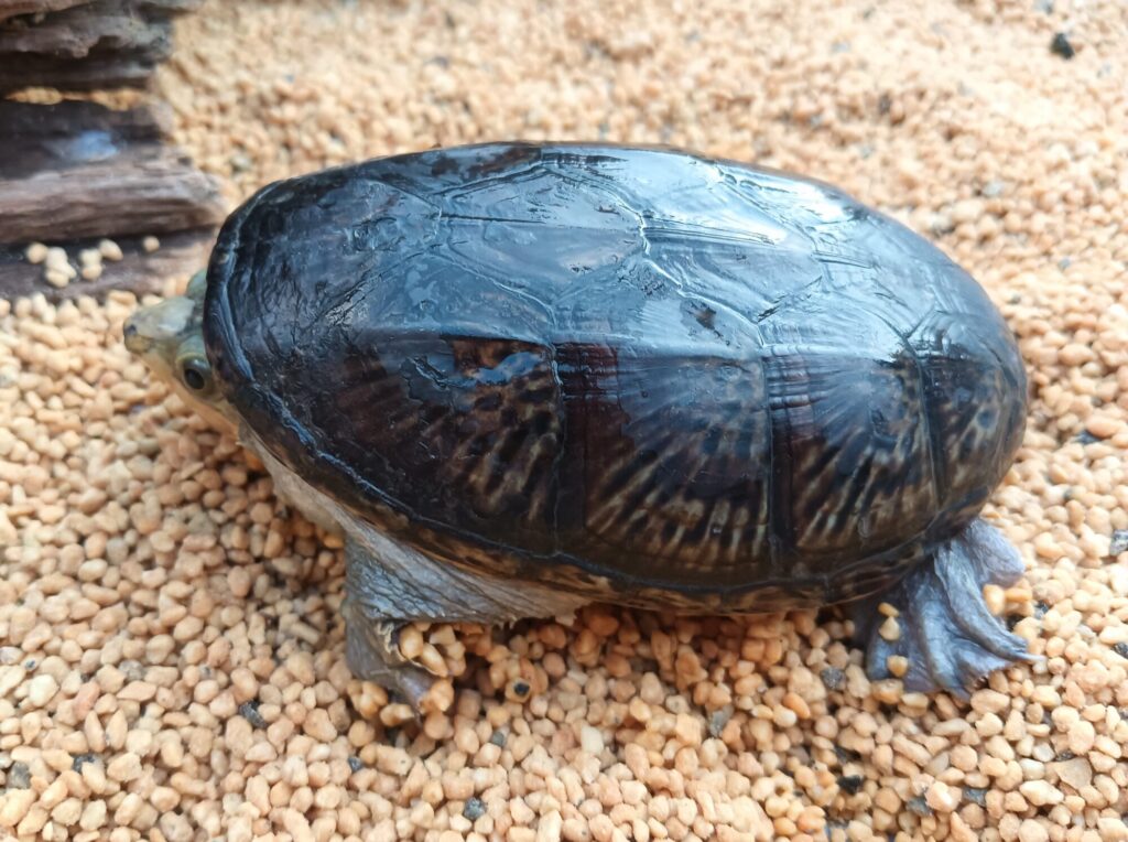 ハラガケガメ　販売