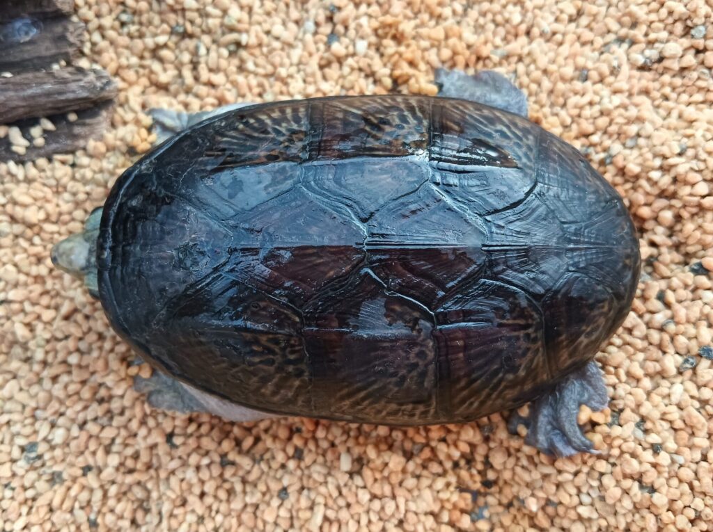 ハラガケガメ　販売