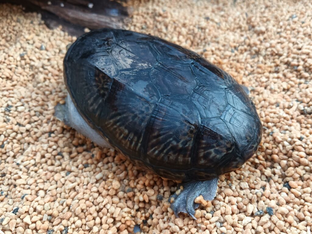 ハラガケガメ　販売