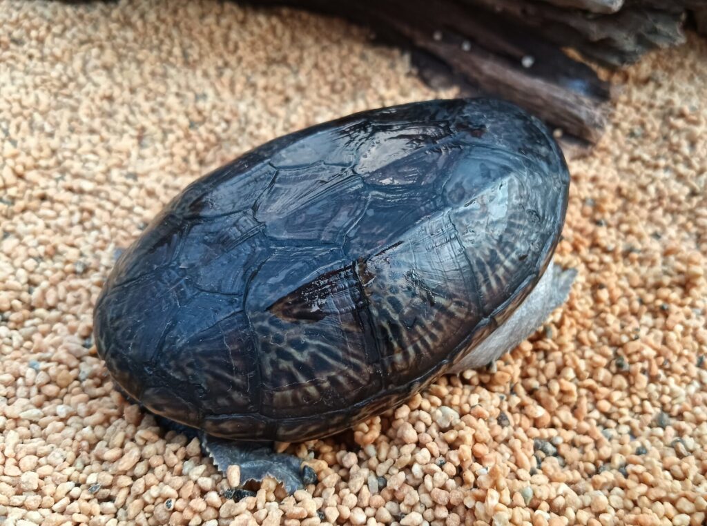 ハラガケガメ　販売