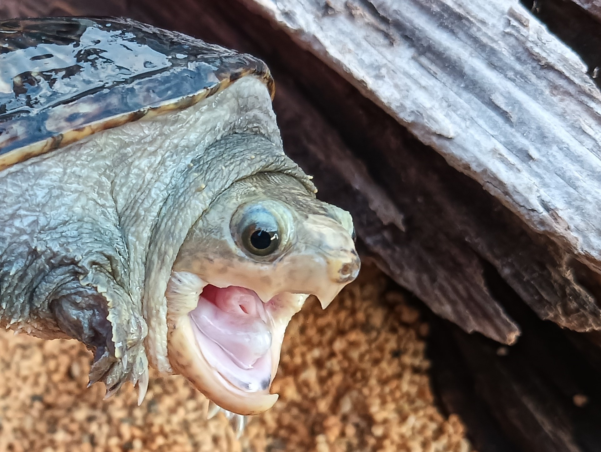 ハラガケガメ　hg0225