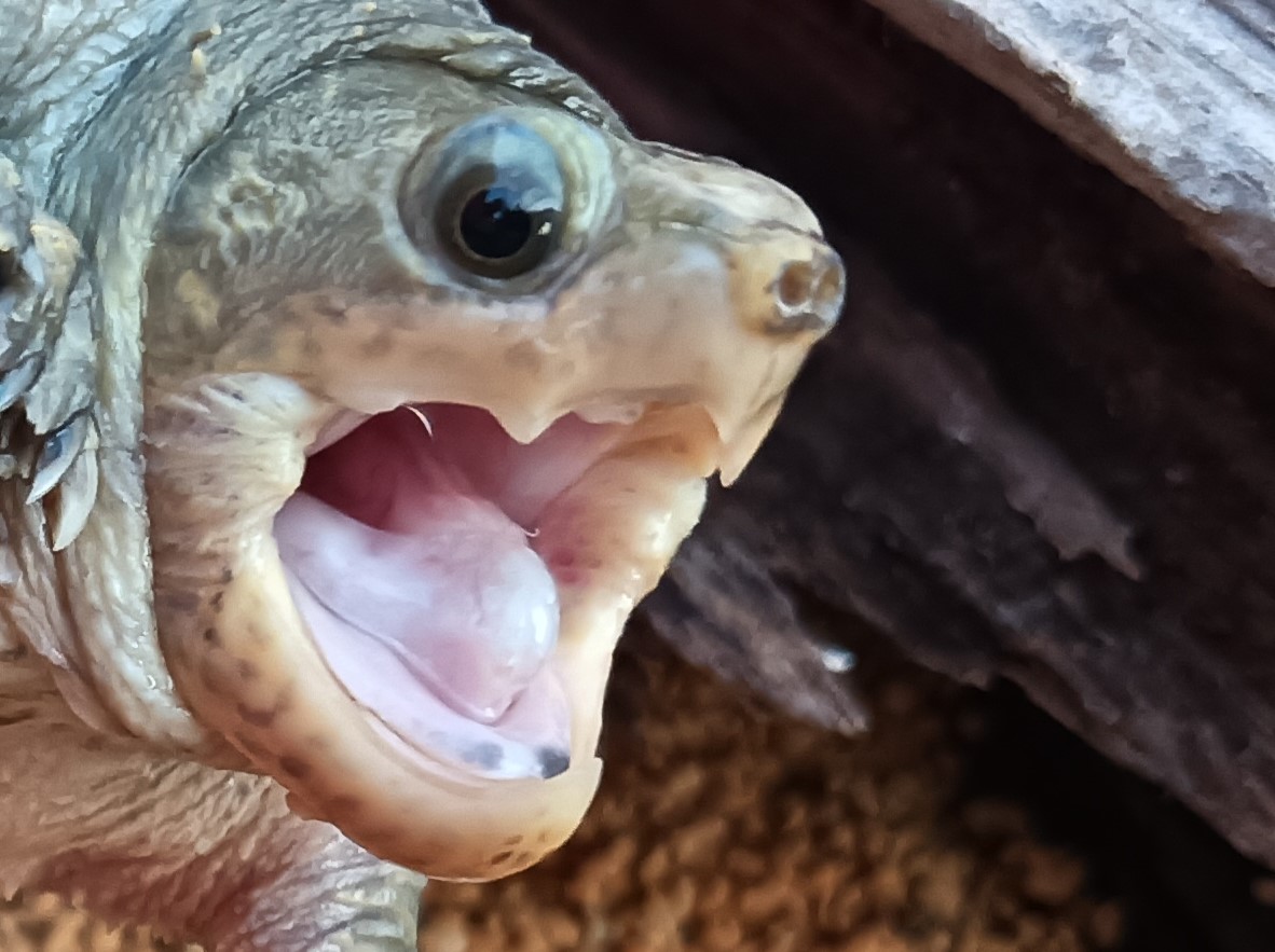 小さめリクガメ  甲長・写真アップデート　終了