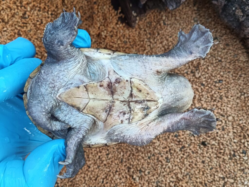 ハラガケガメ　販売