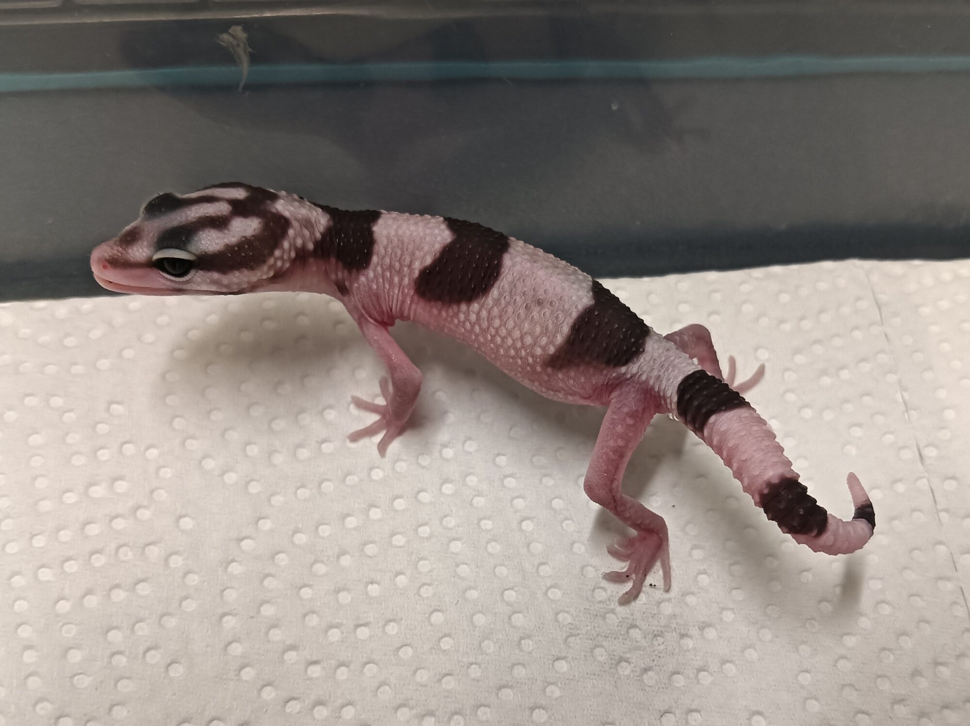 オバケトカゲモドキ　販売