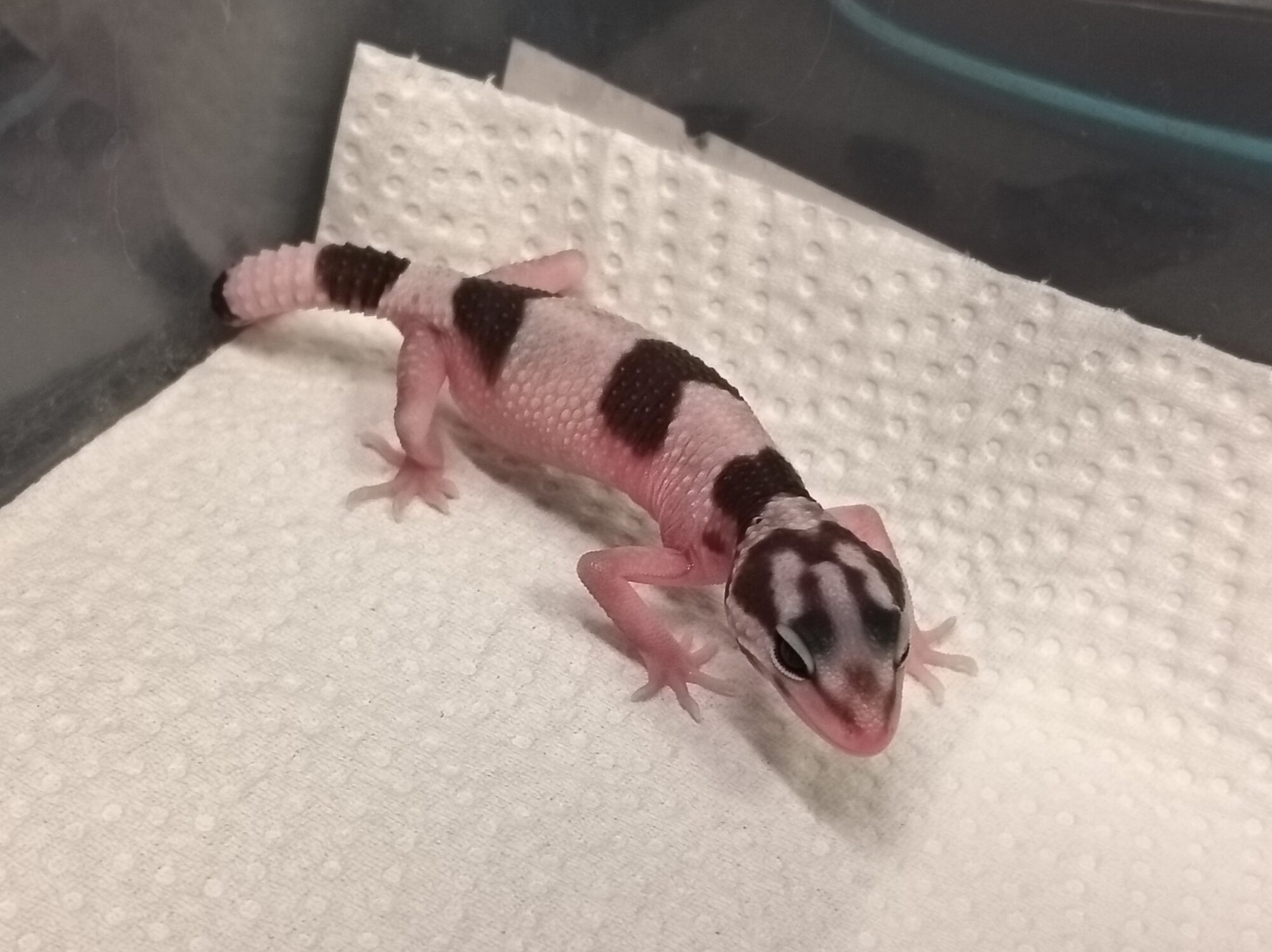 オバケトカゲモドキ　販売