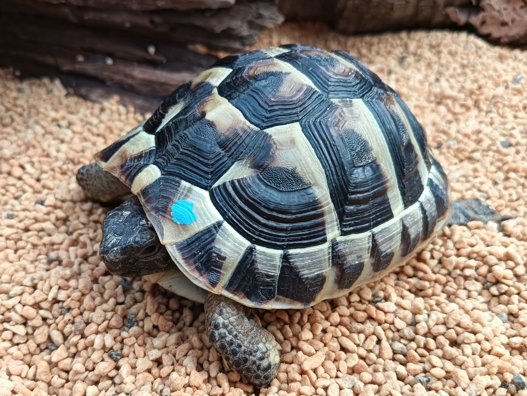 ヒガシヘルマンリクガメ　販売