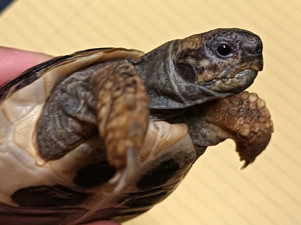 ヒガシヘルマンリクガメ　販売