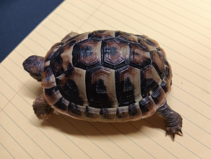 ヒガシヘルマンリクガメ　販売