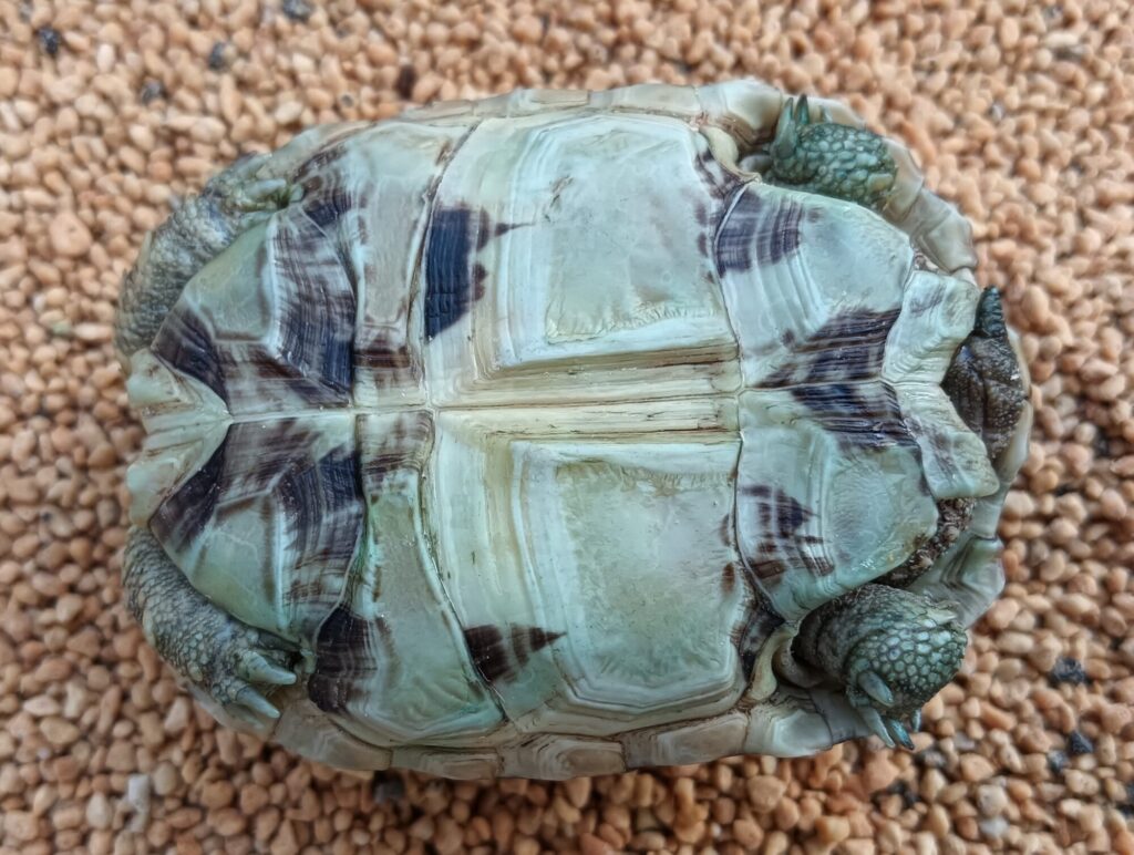 ヒョウモンガメ　販売