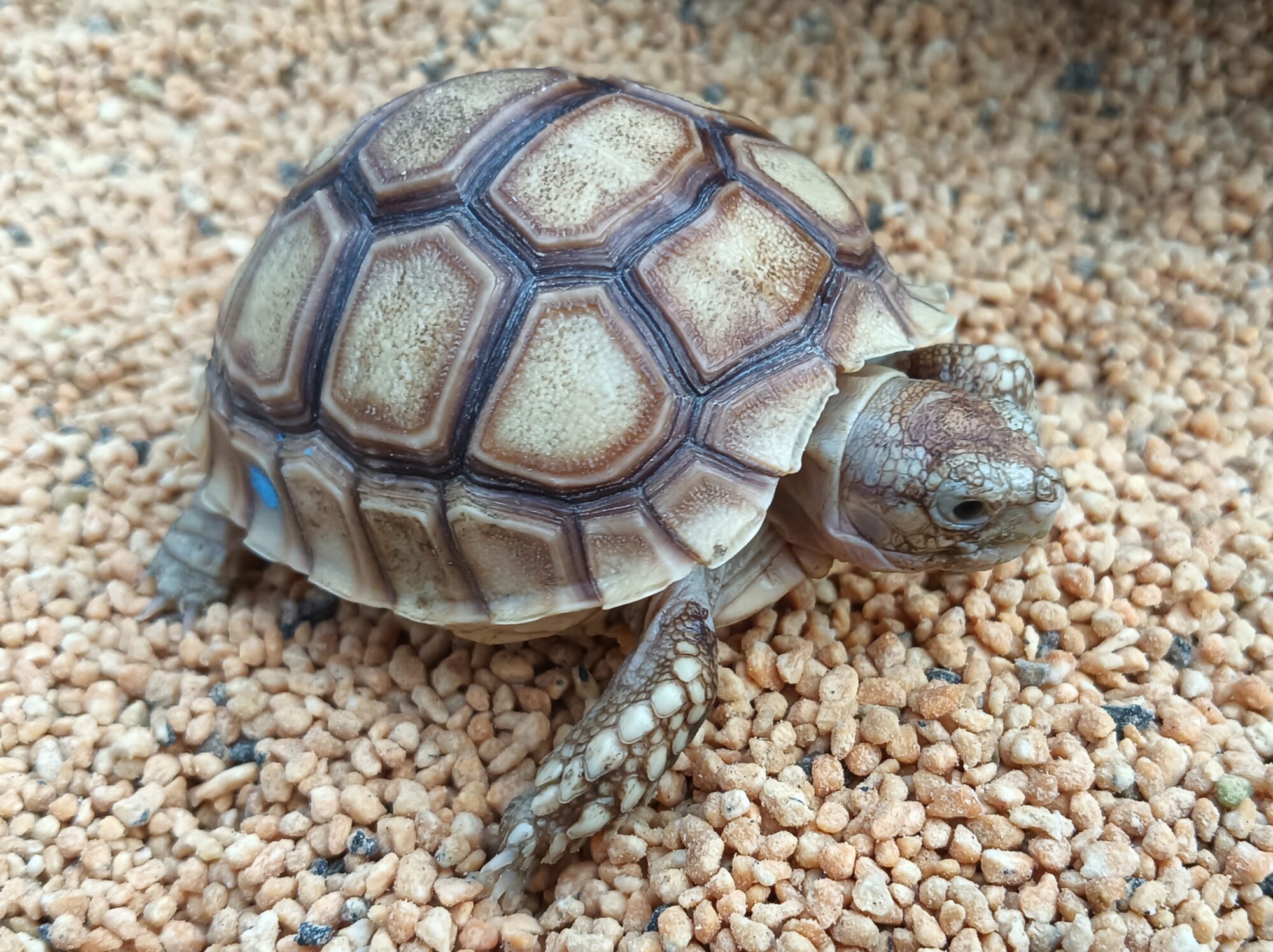 ケヅメリクガメ　販売