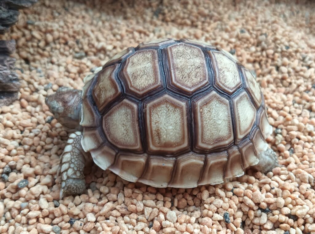 ケヅメリクガメ　販売