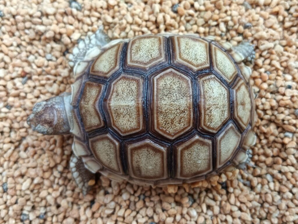 ケヅメリクガメ　販売