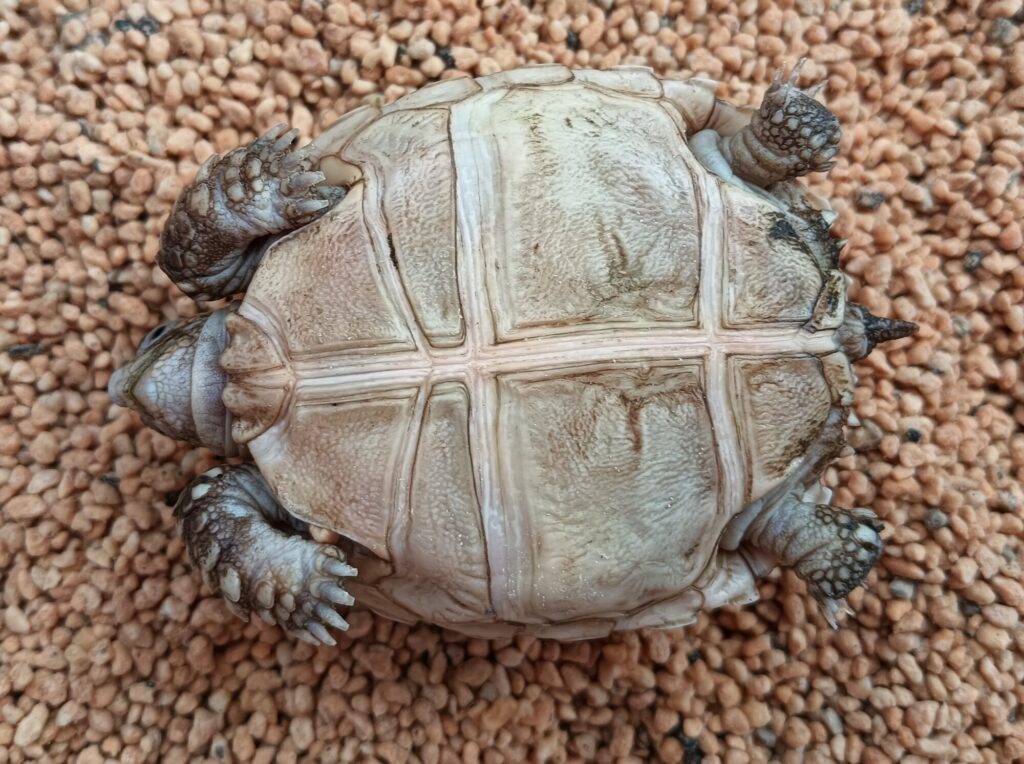 ケヅメリクガメ　販売