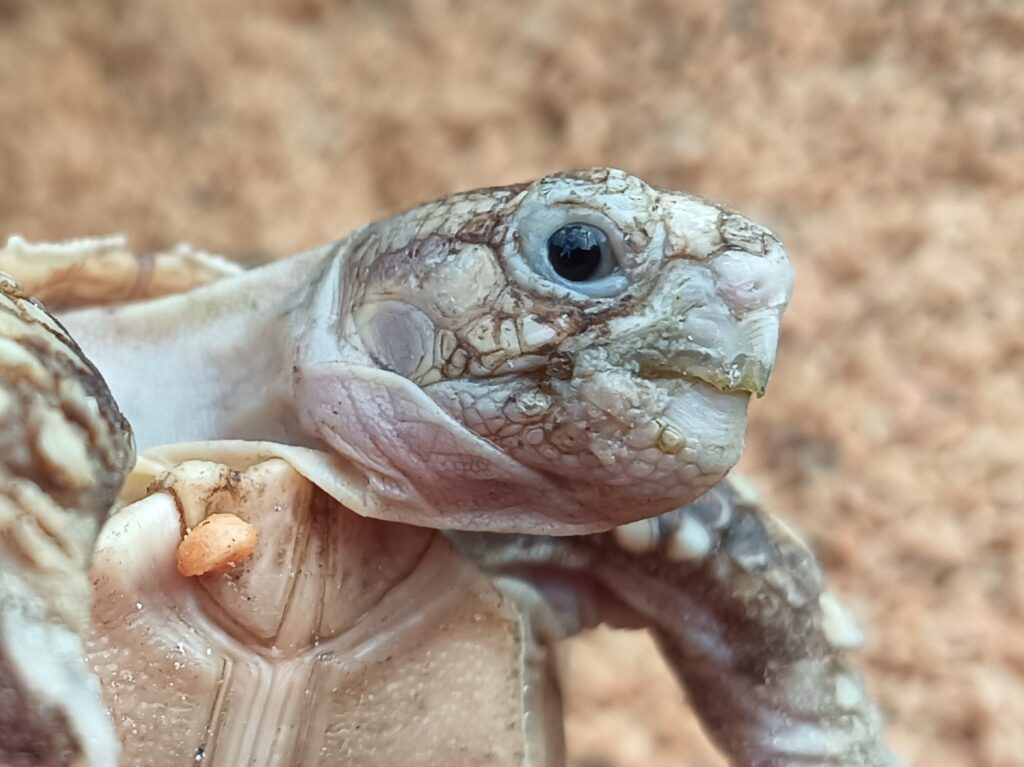 ケヅメリクガメ　販売