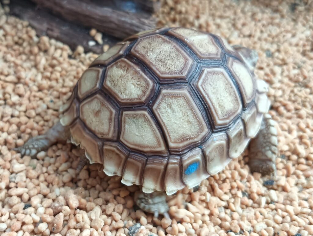 ケヅメリクガメ　販売