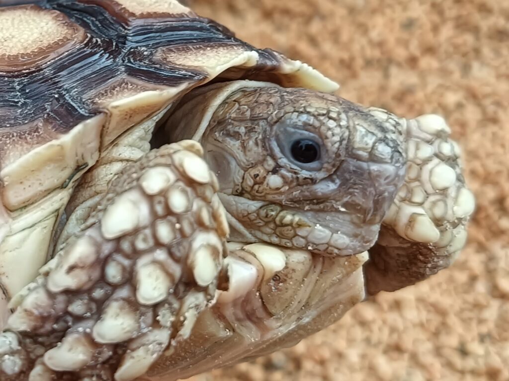 ケヅメリクガメ