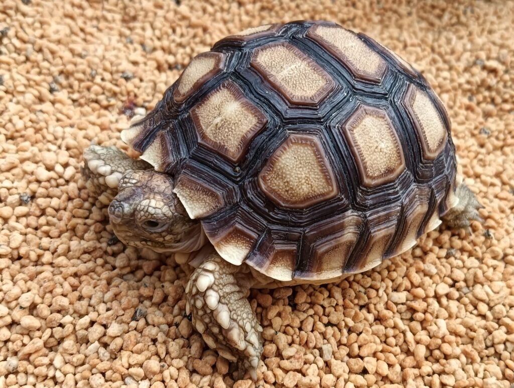 ケヅメリクガメ　販売