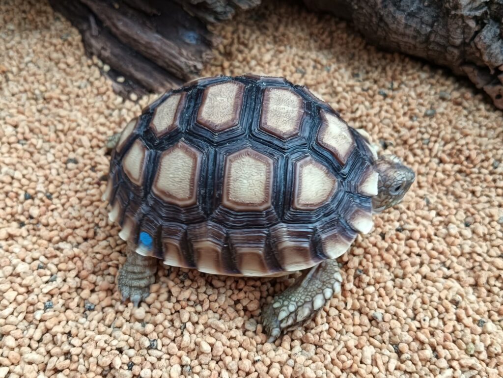 ケヅメリクガメ　販売