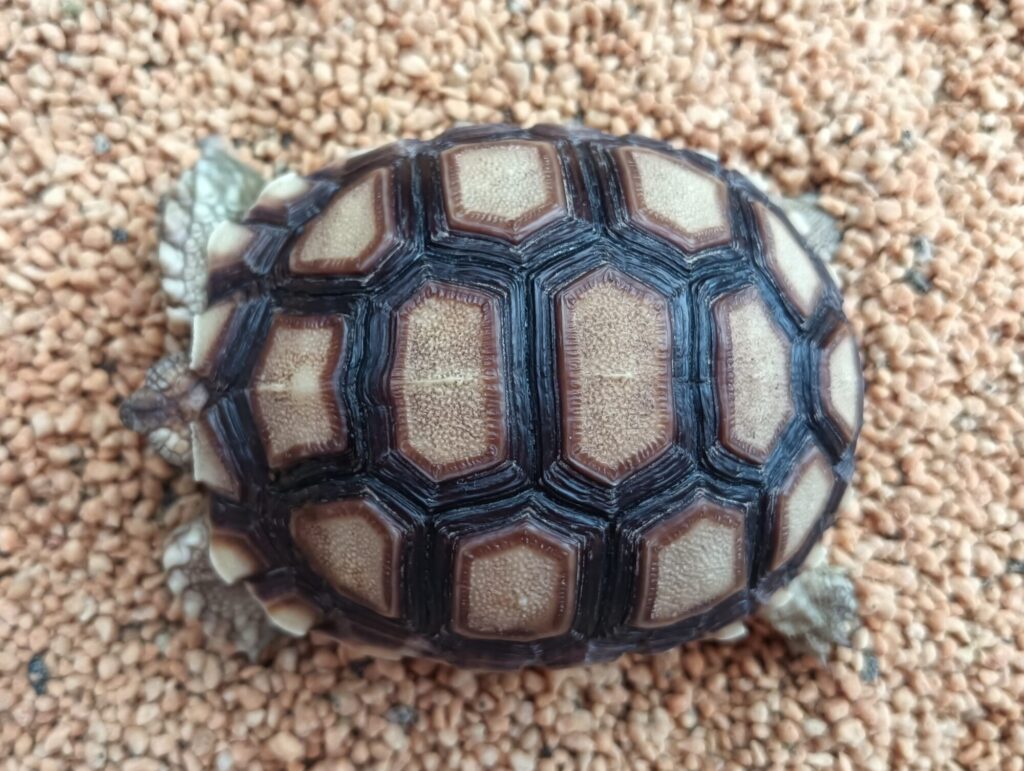 ケヅメリクガメ　販売