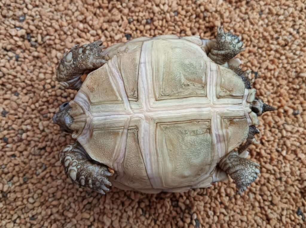 ケヅメリクガメ　販売