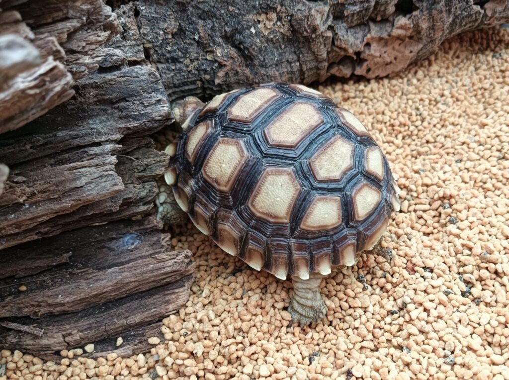 ケヅメリクガメ　販売