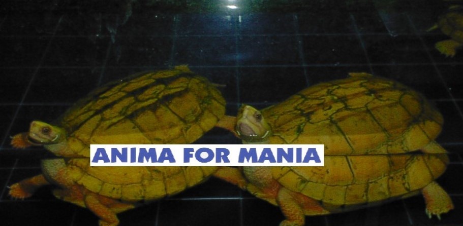 種類あて クイズ  シリーズ