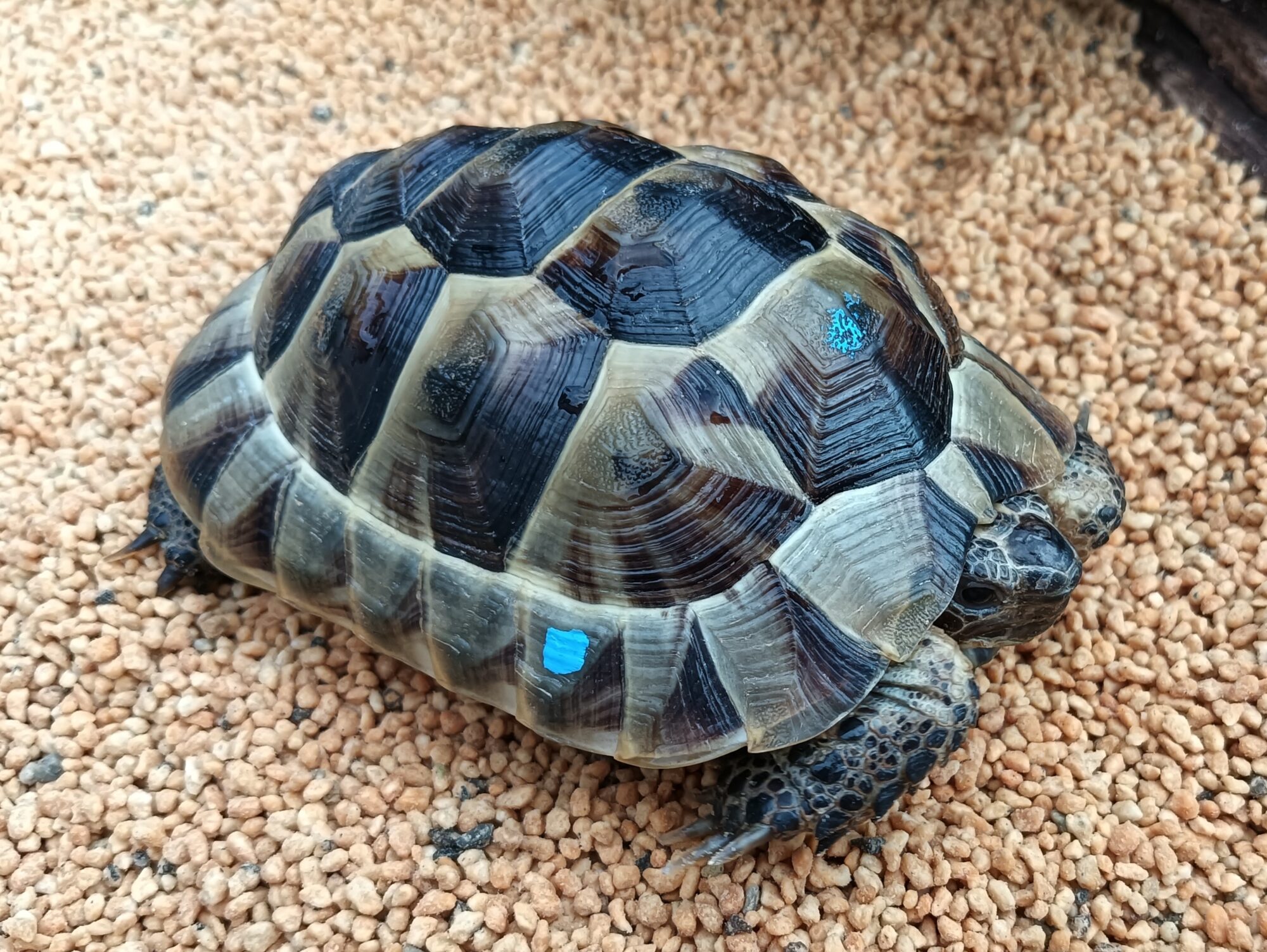 イベラギリシャリクガメ　販売