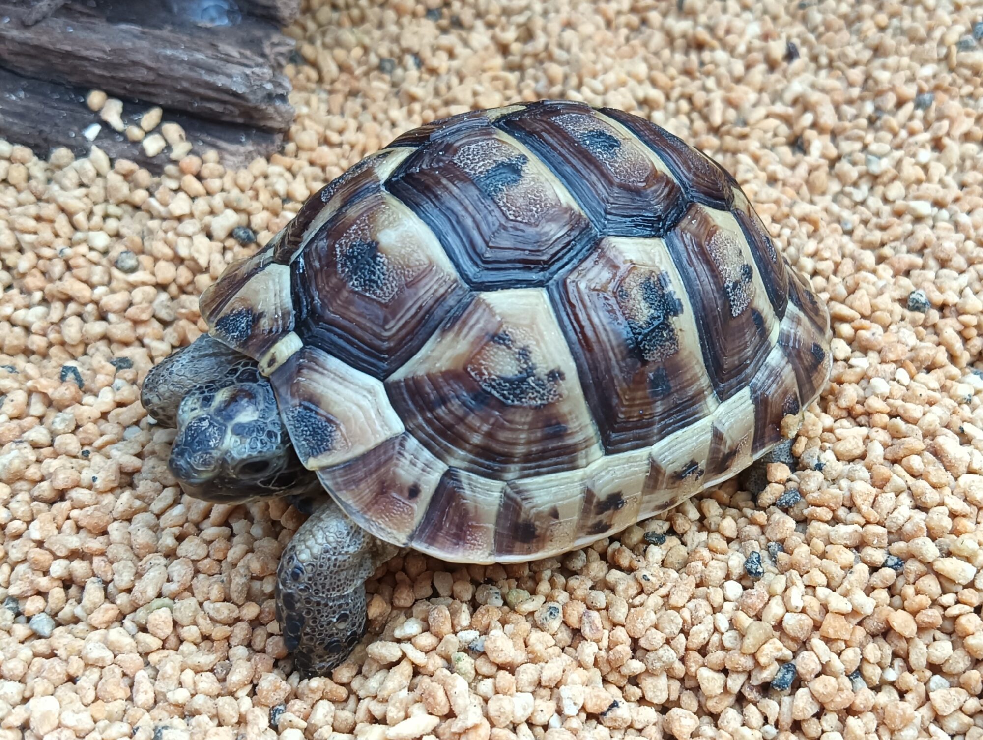 イベラギリシャリクガメ（ANIMA CB）i00624