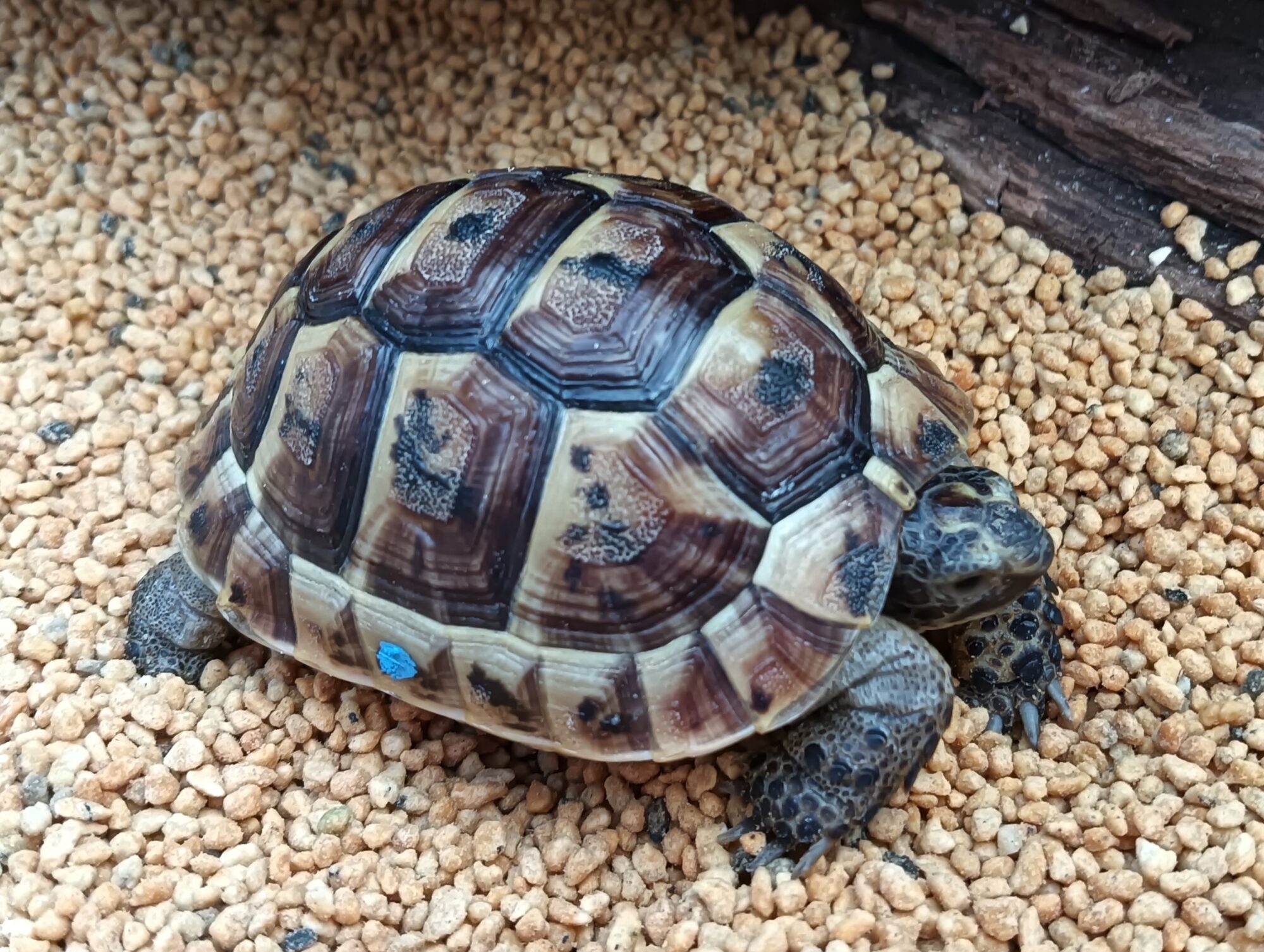 イベラギリシャリクガメ　　販売