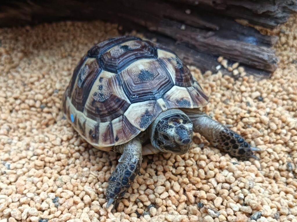 イベラギリシャリクガメ　　販売