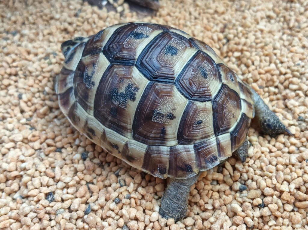 イベラギリシャリクガメ　　販売