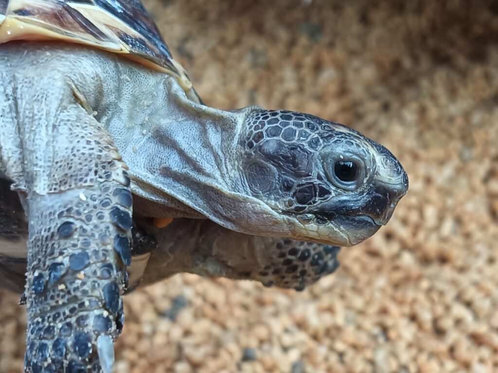 イベラギリシャリクガメ　　販売