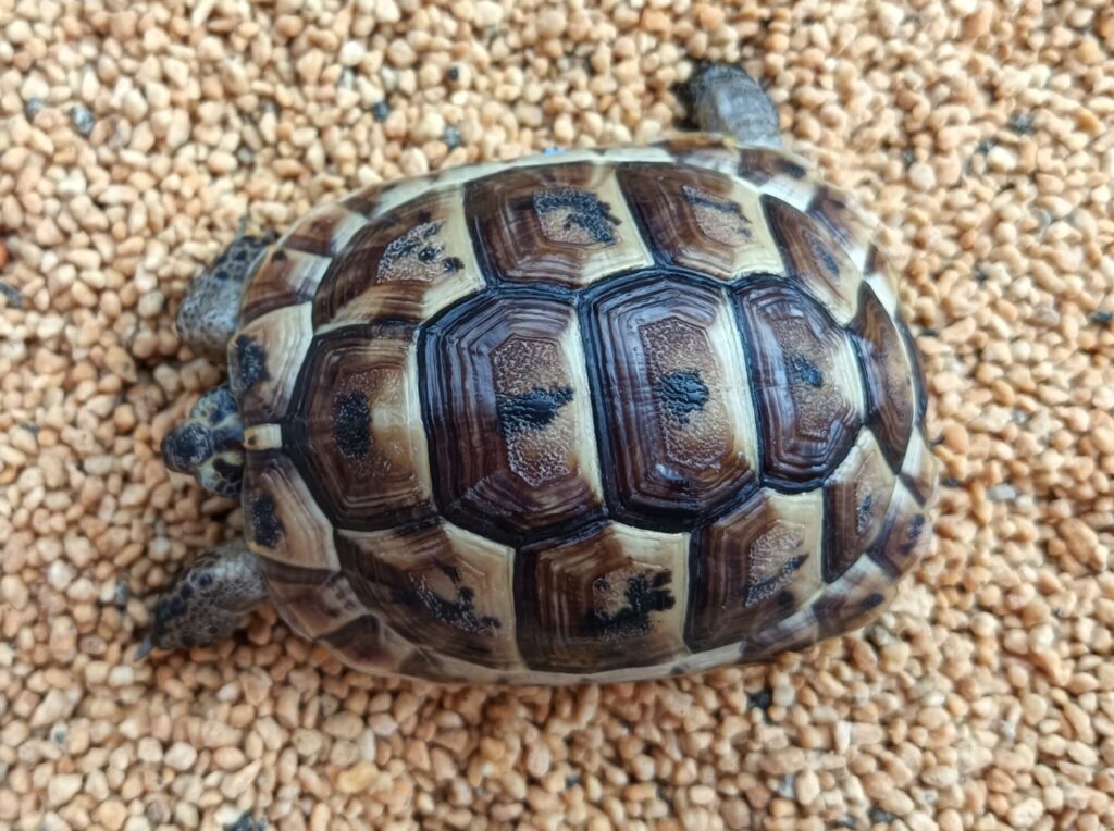 イベラギリシャリクガメ　　販売