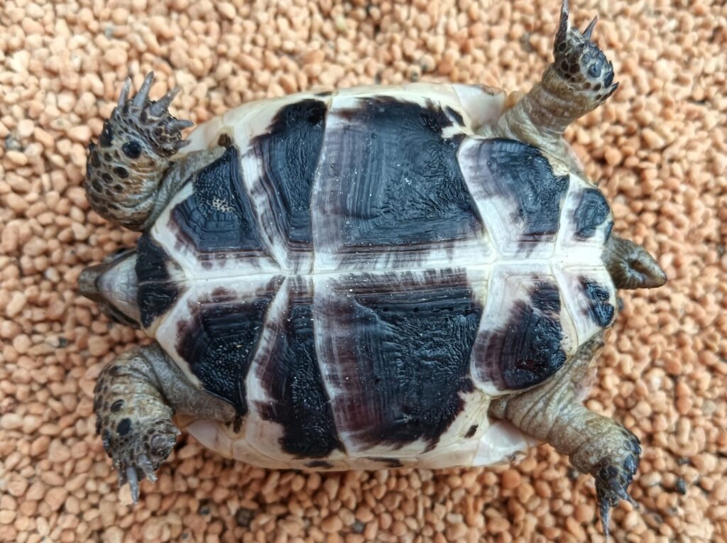 イベラギリシャリクガメ　　販売