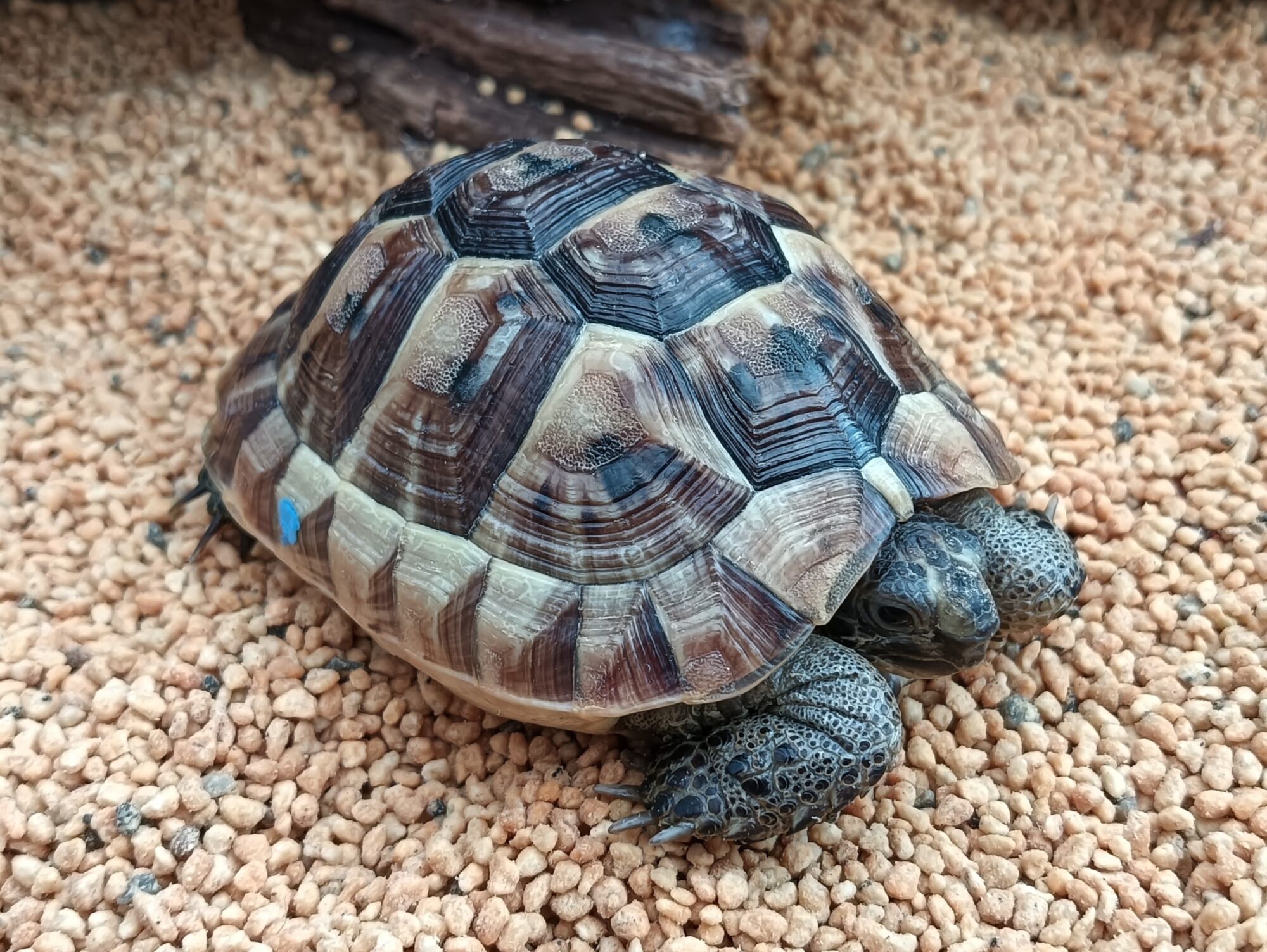 イベラギリシャリクガメ（ANIMA CB）i00724