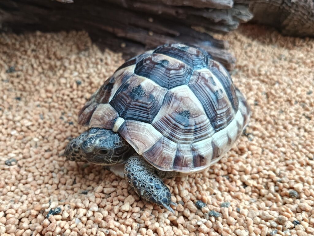 イベラリクガメ　販売