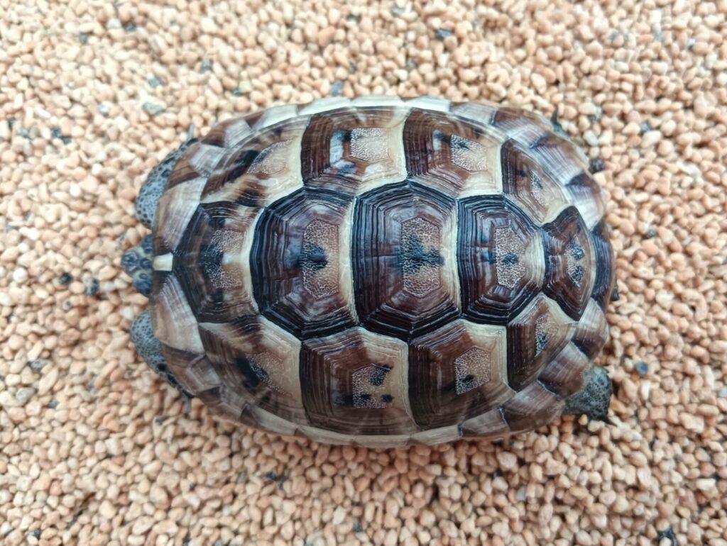 イベラリクガメ　販売